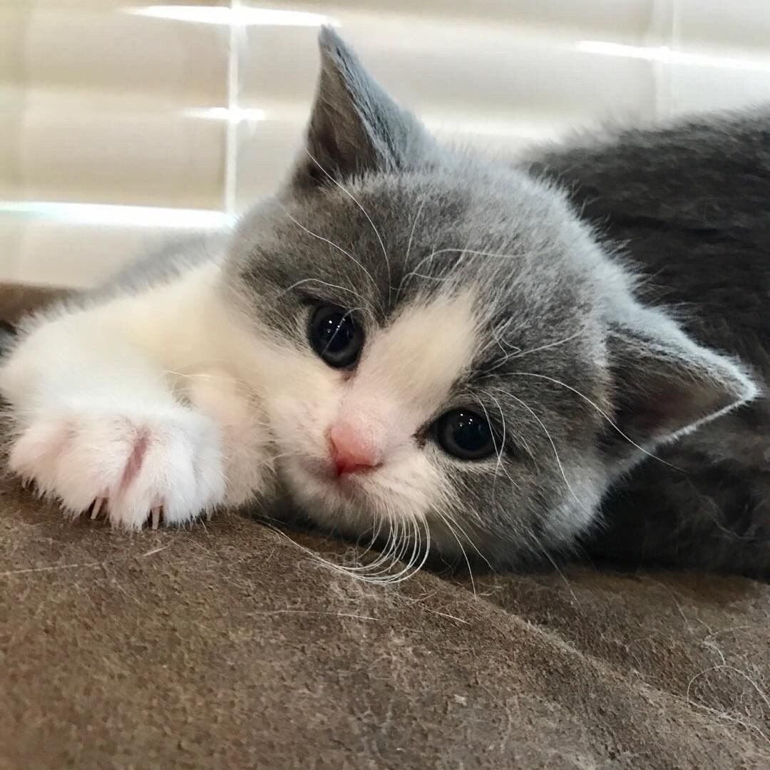 Кот скучает