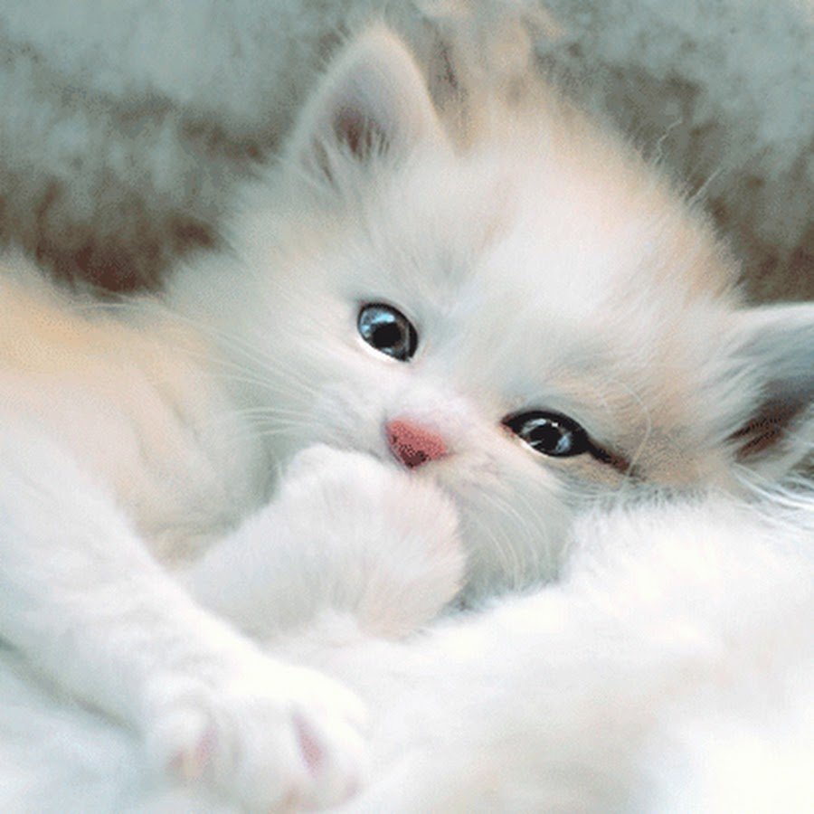 Милые котята с надписями