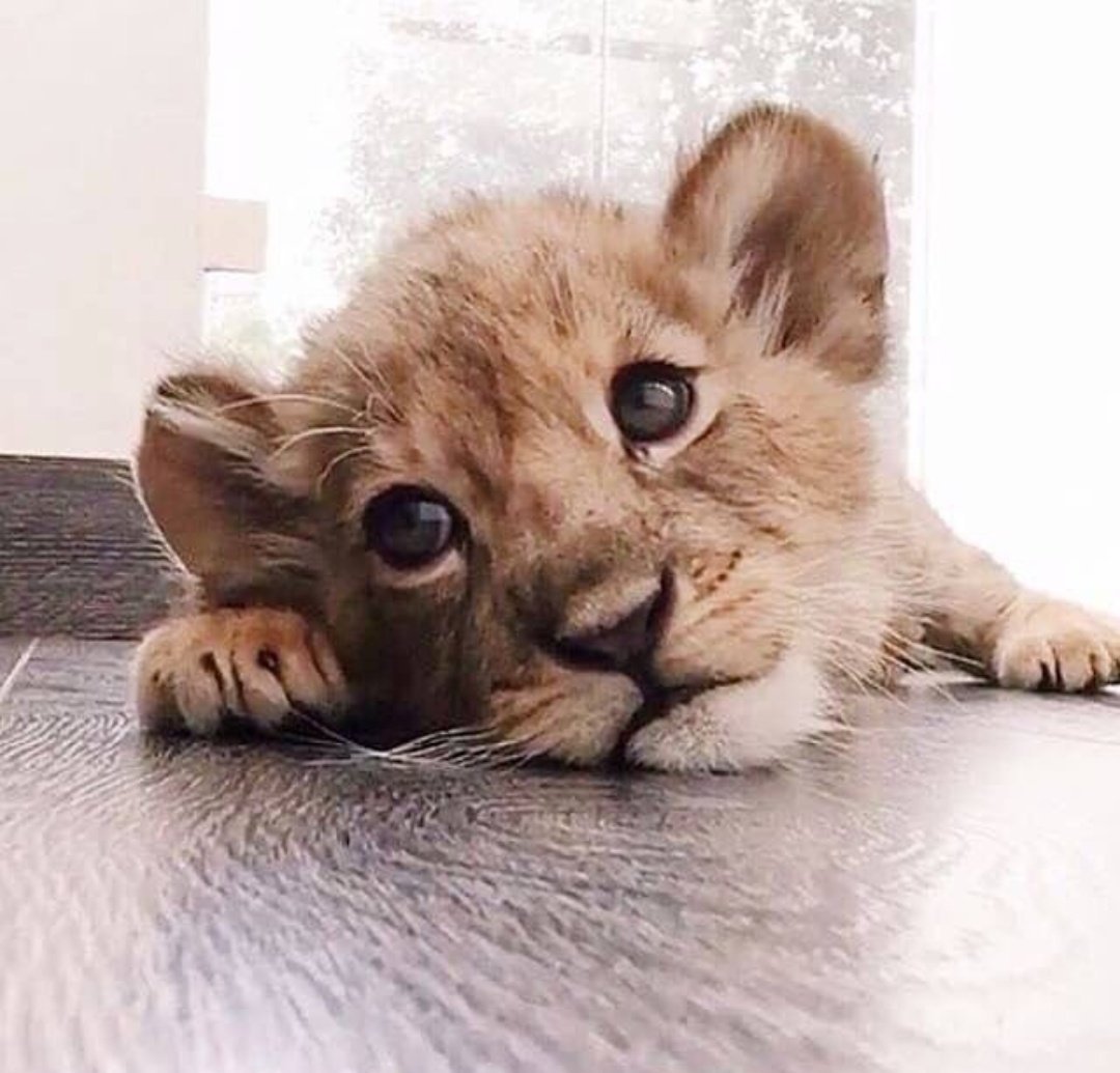 Грустный Львенок