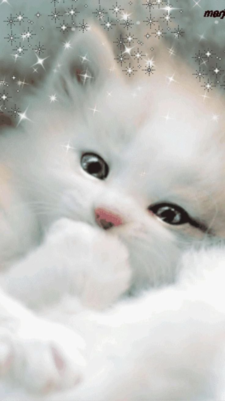 Расстроенный котик