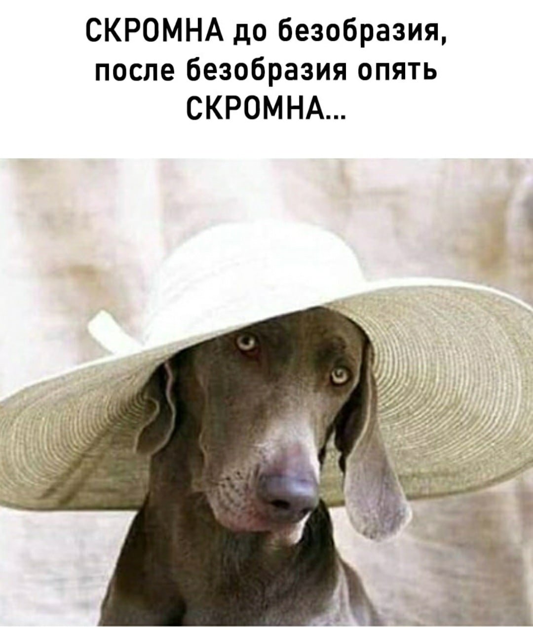 Шутки про шляпки