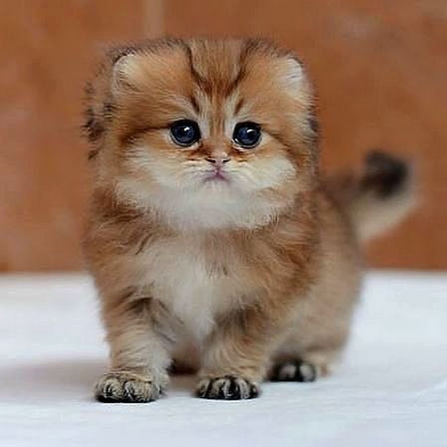 Доброе утро с котятами смешные