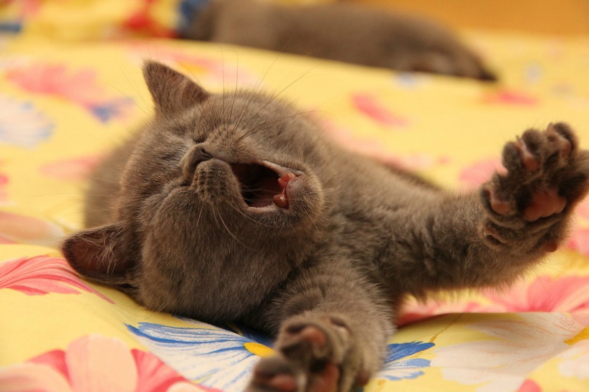 Доброе утро котенок