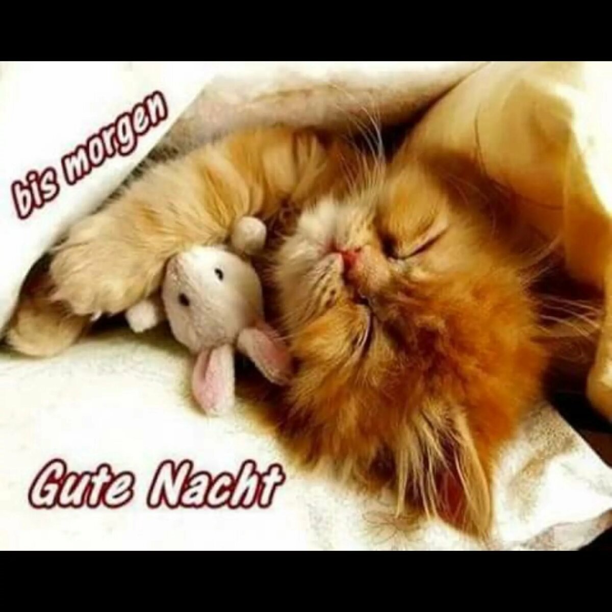 Спи котёнок сладко сладко