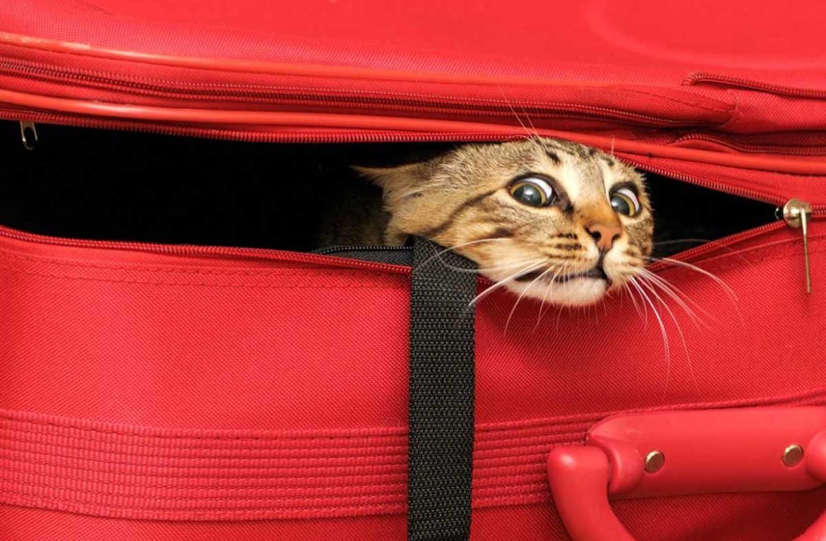 Кошка с чемоданом