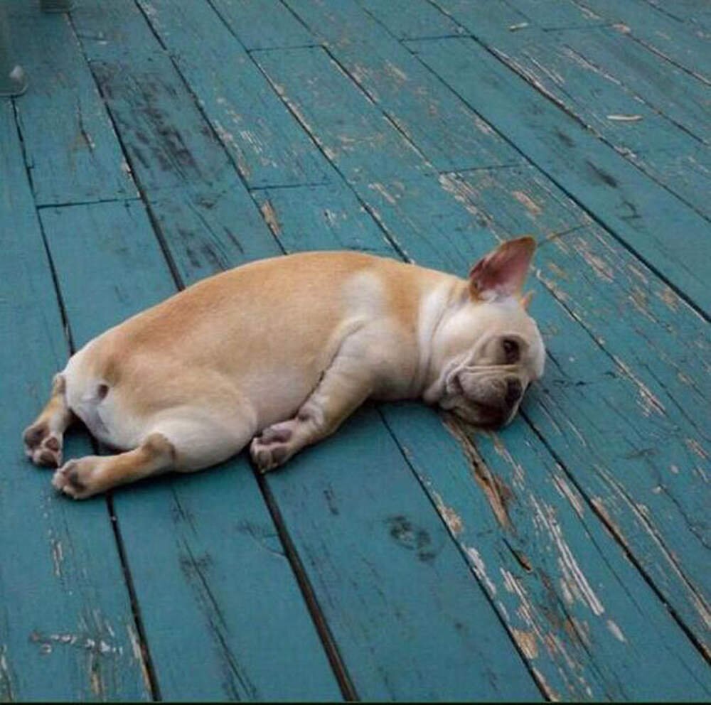 О как тяжёл собачий век и в дождь