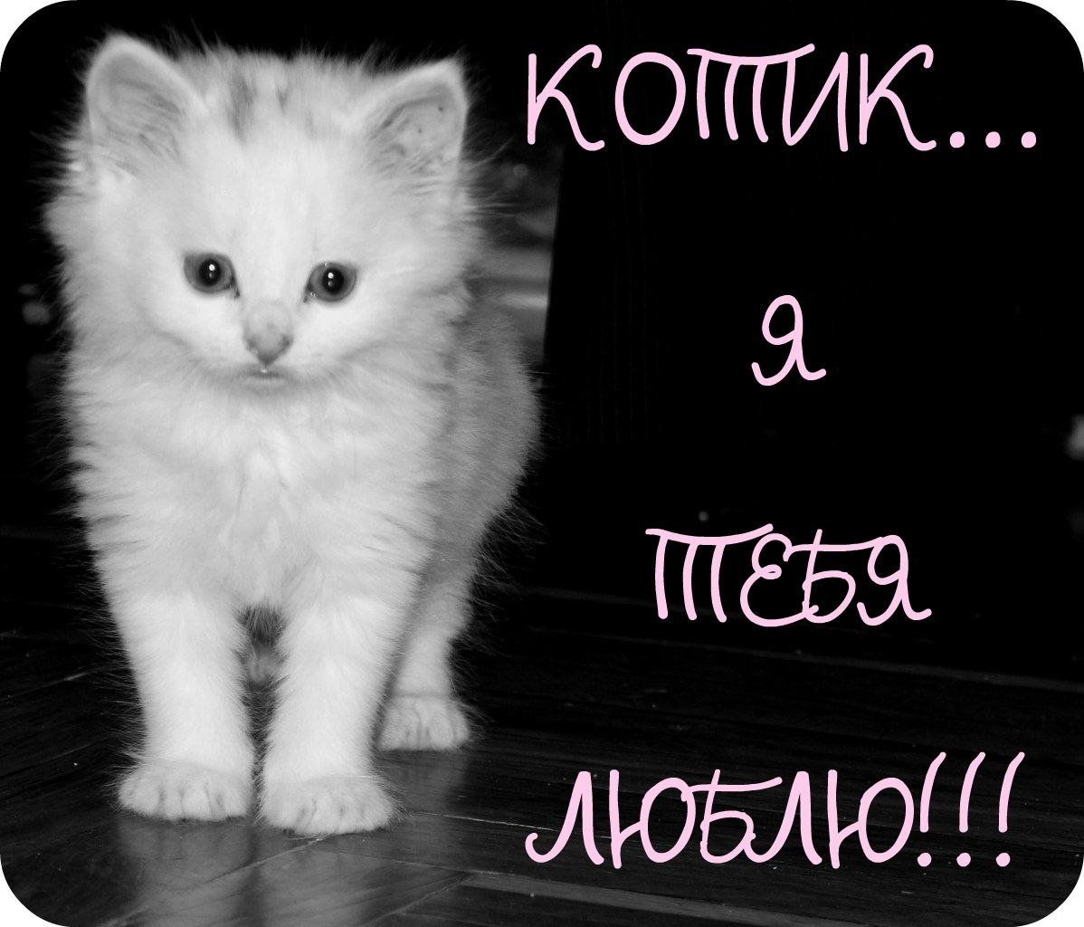 Люблю тебя котик