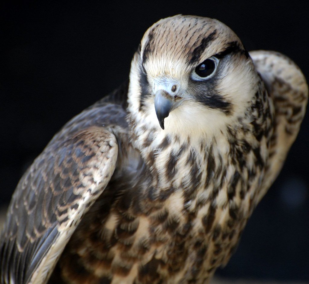 Кречет Falco rusticolus