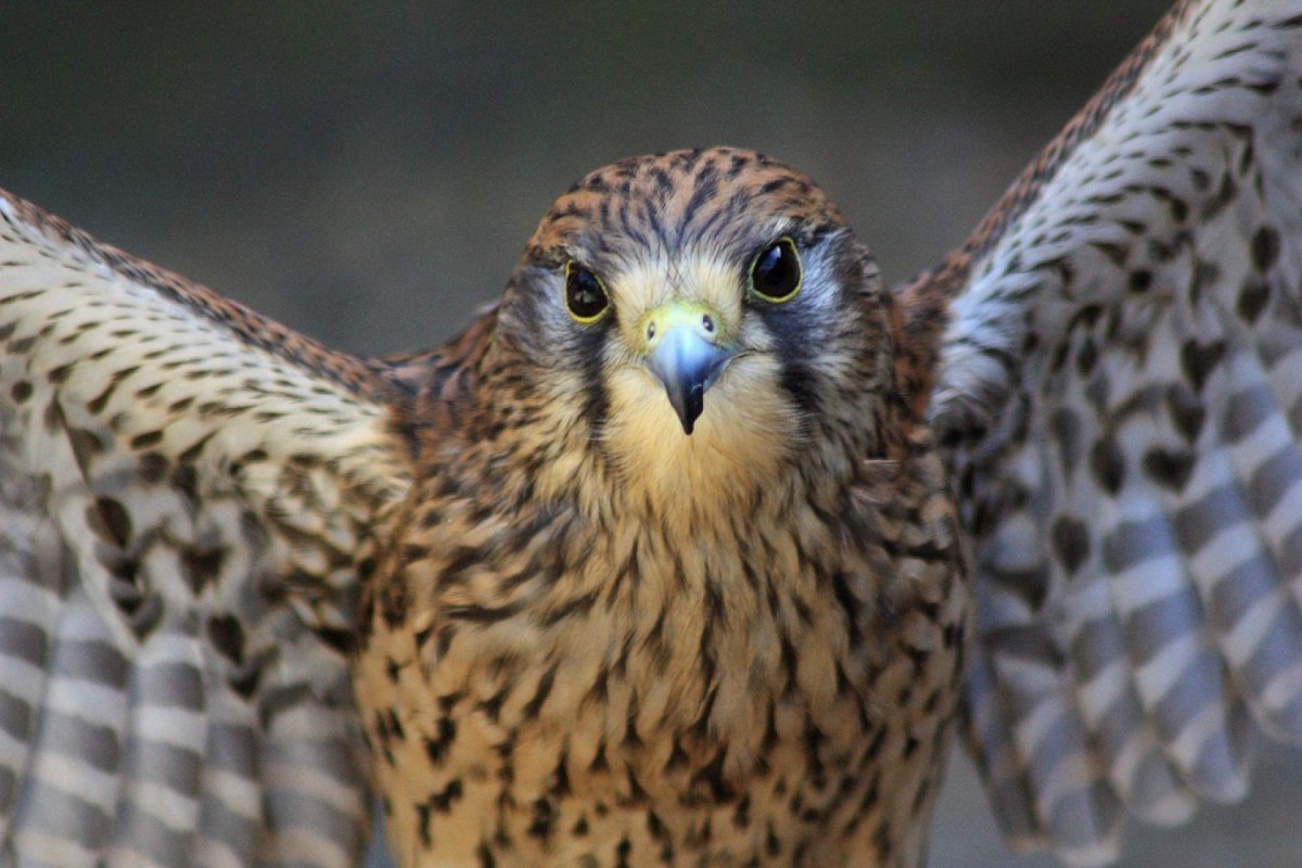 Сапсан птица