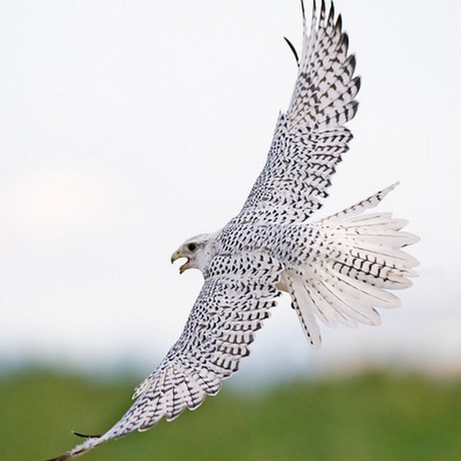 Ястреб канюк Орел Коршун