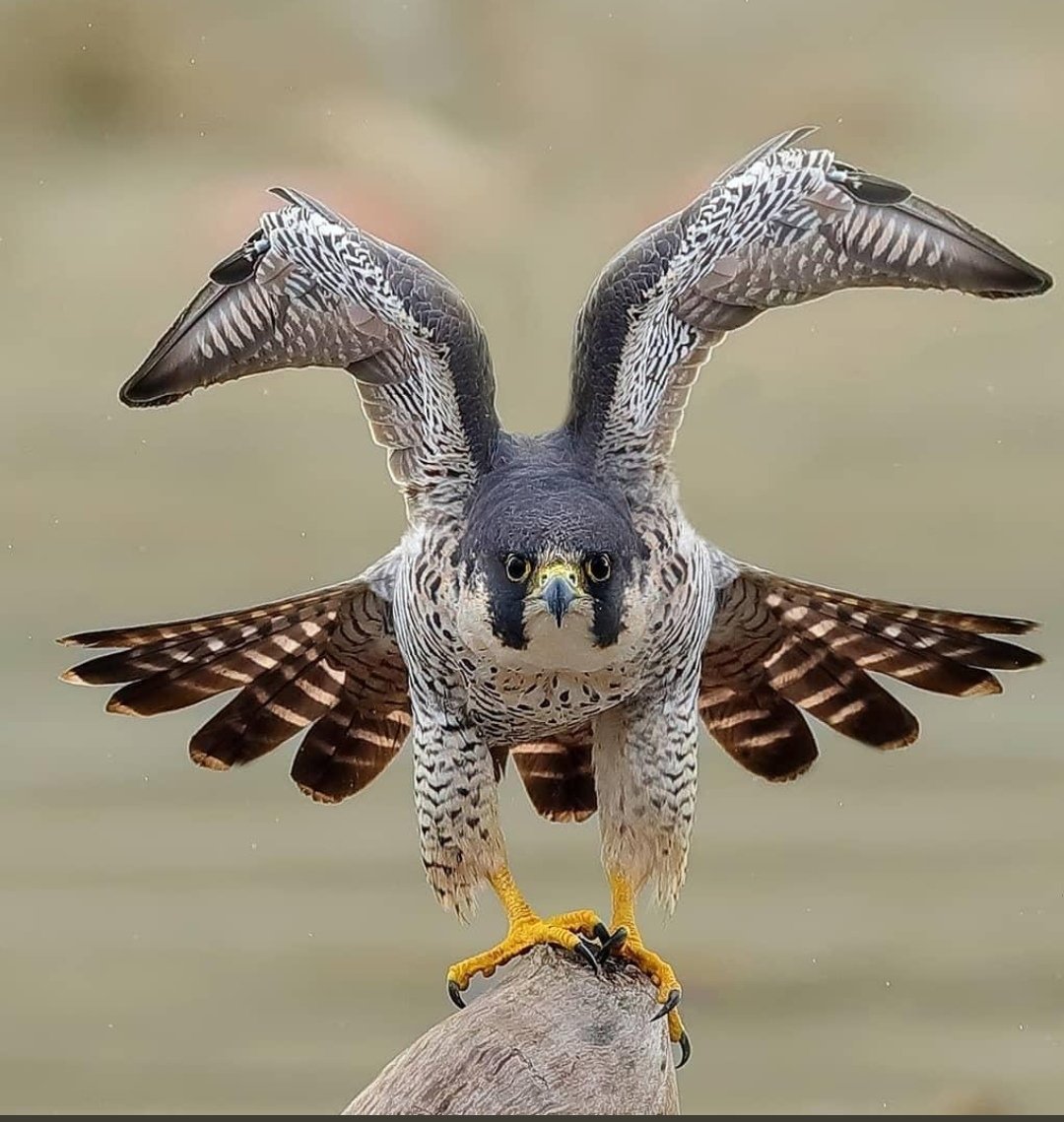 Коршун тетеревятник