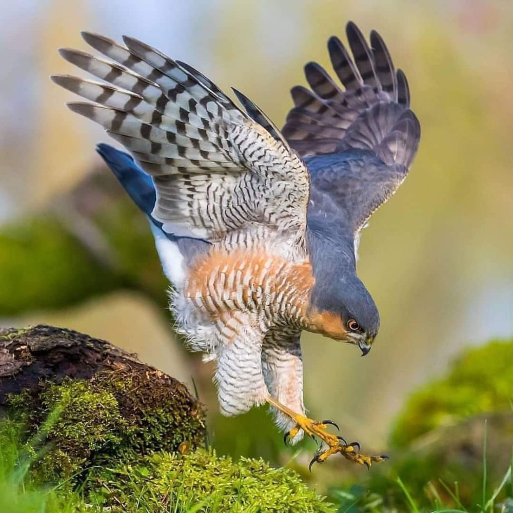 Орел готовится взлететь