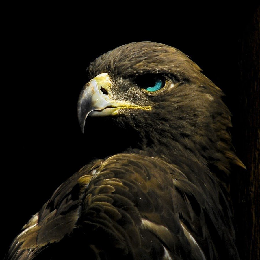 Ястреб аватар