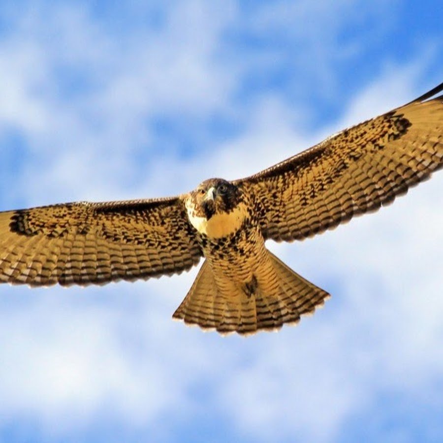 Парящий Сокол