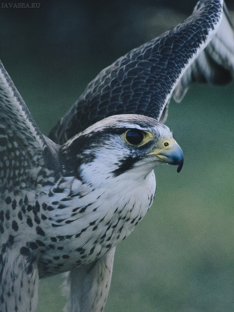 Парящий Сокол