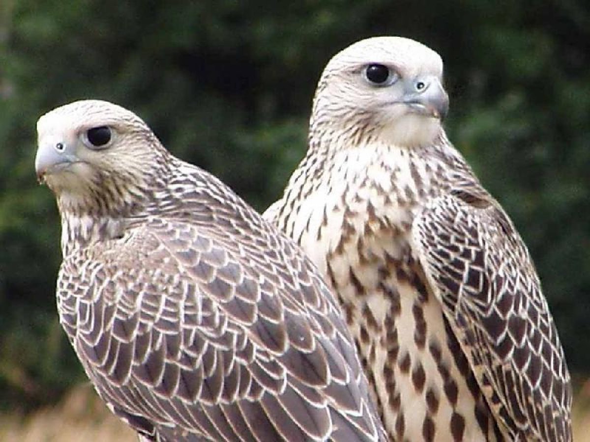 Сокол картинки