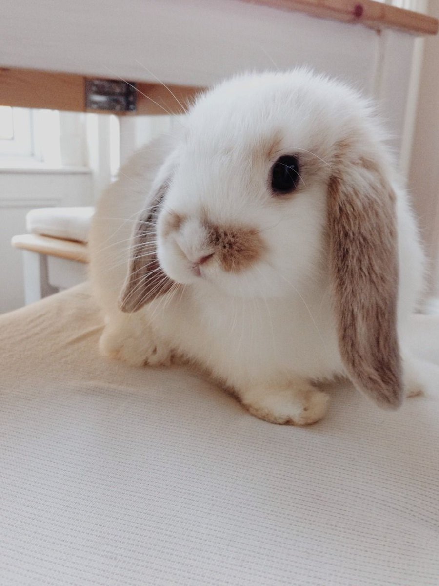 Милые декоративные кролики