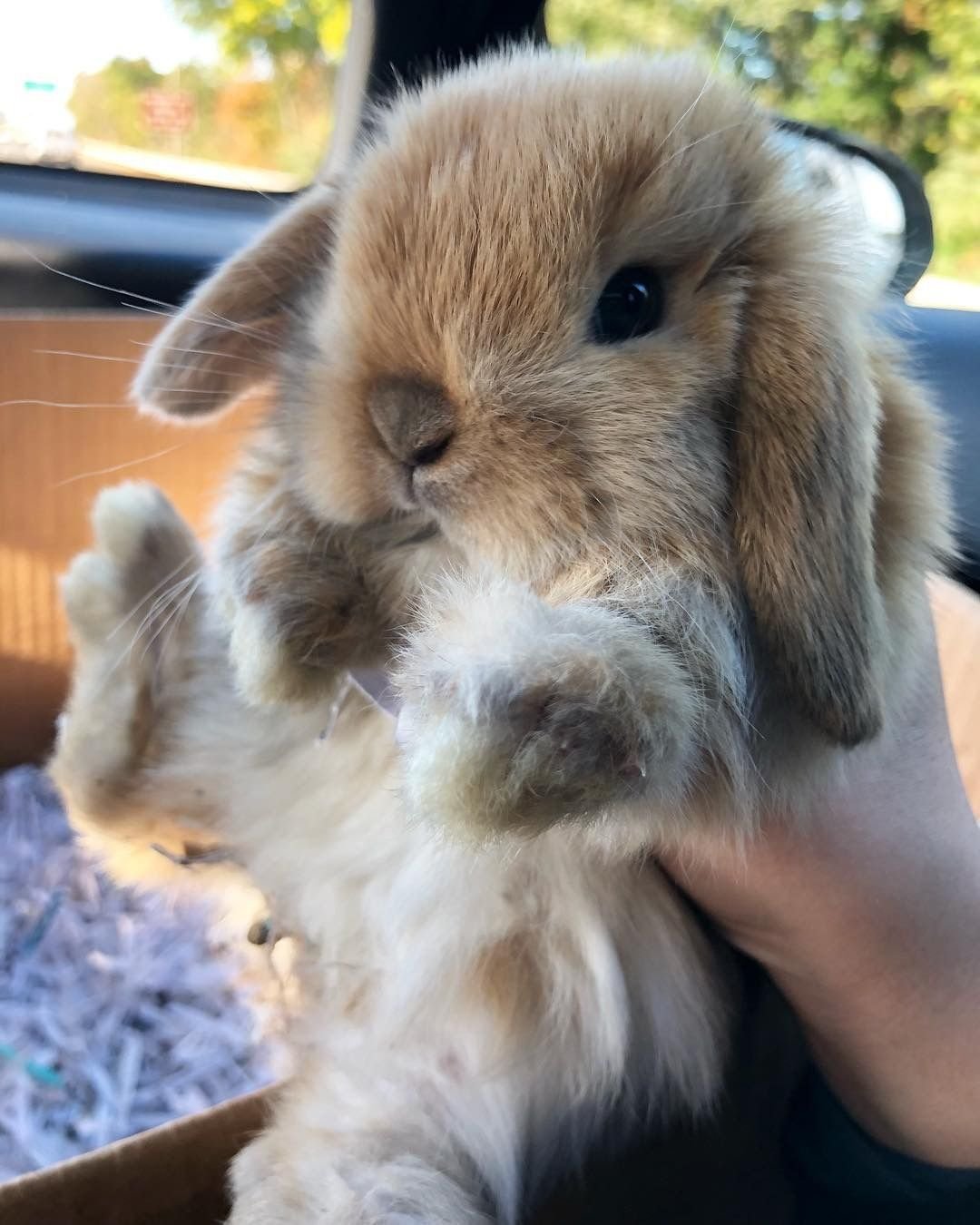 Декоративные зайчики домашние