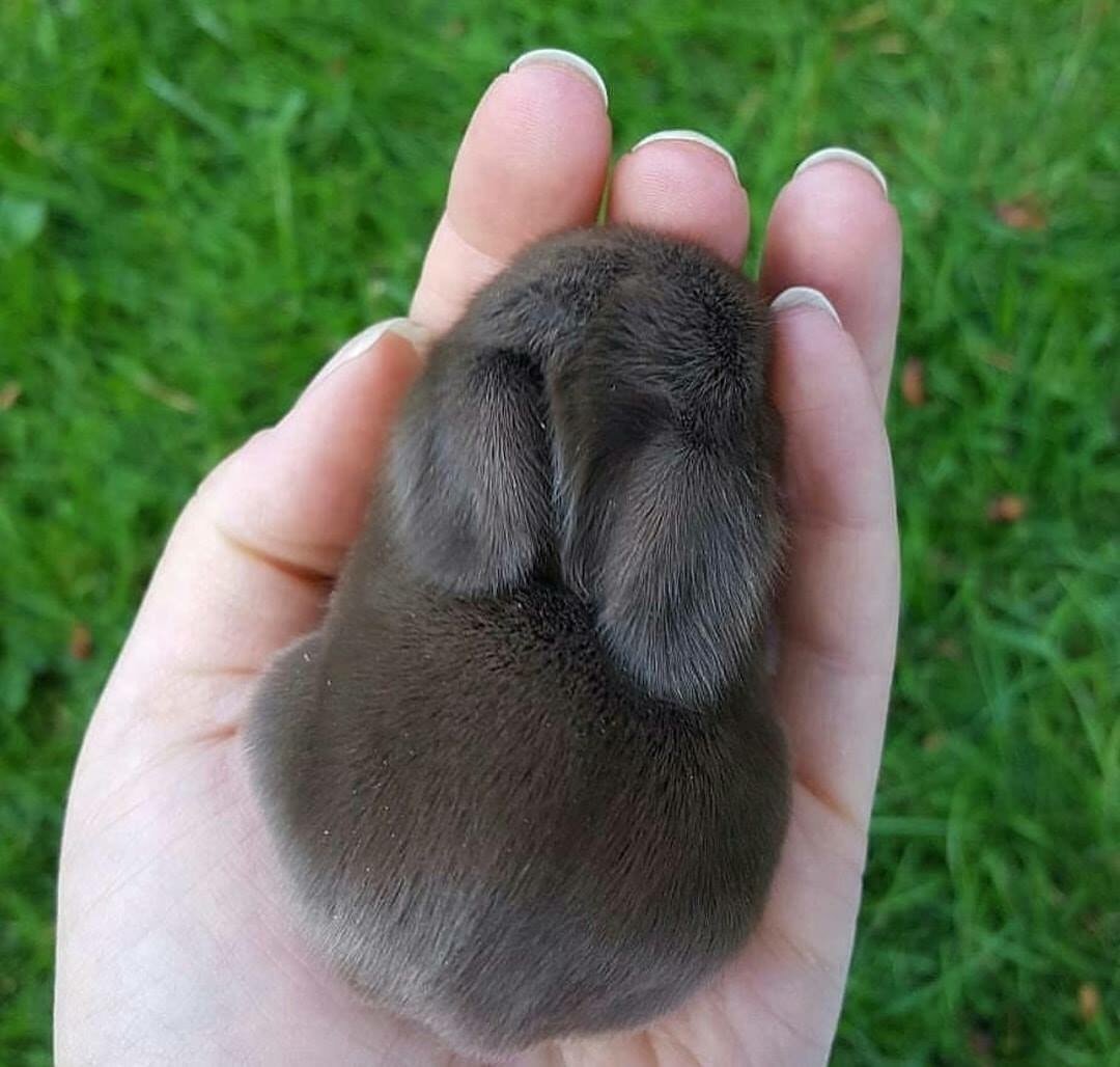 Маленькие кролики