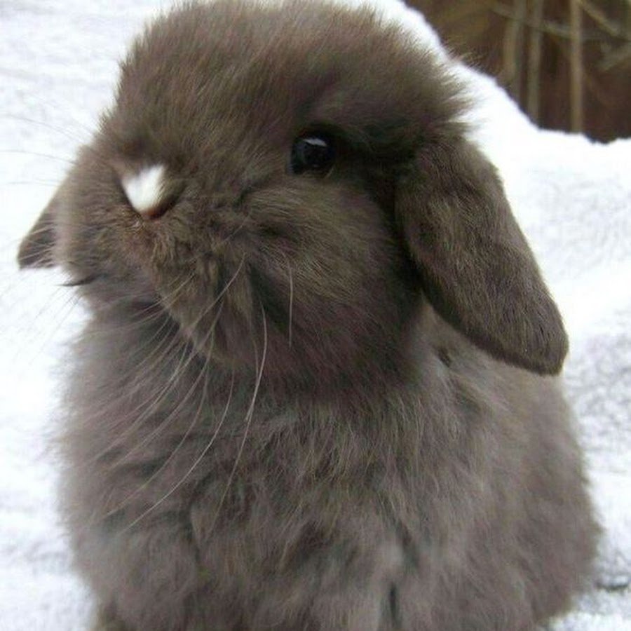 Вислоухая ангорка кролик