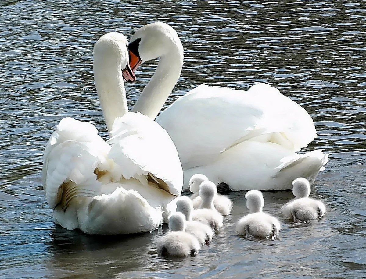Семья лебедей