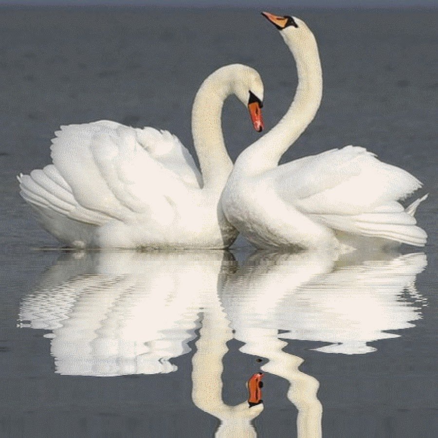 Любовь и лебеди