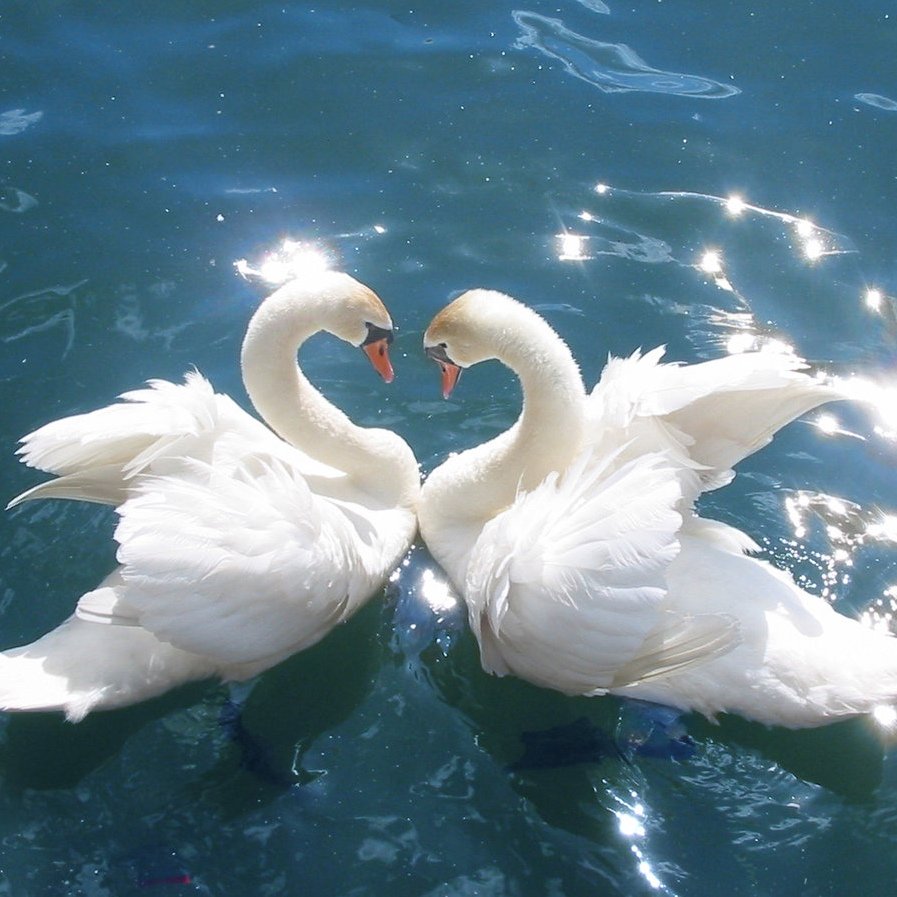Пара лебедей