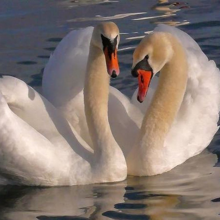 Лебединая верность