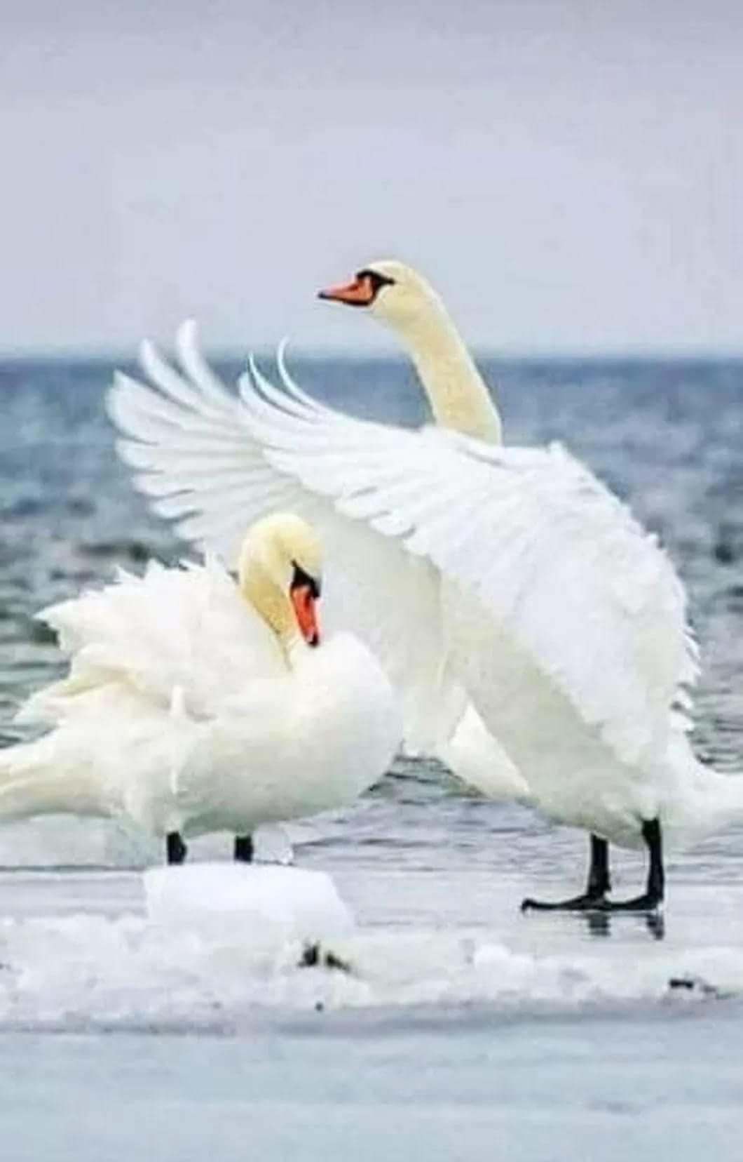 Любовь и лебеди