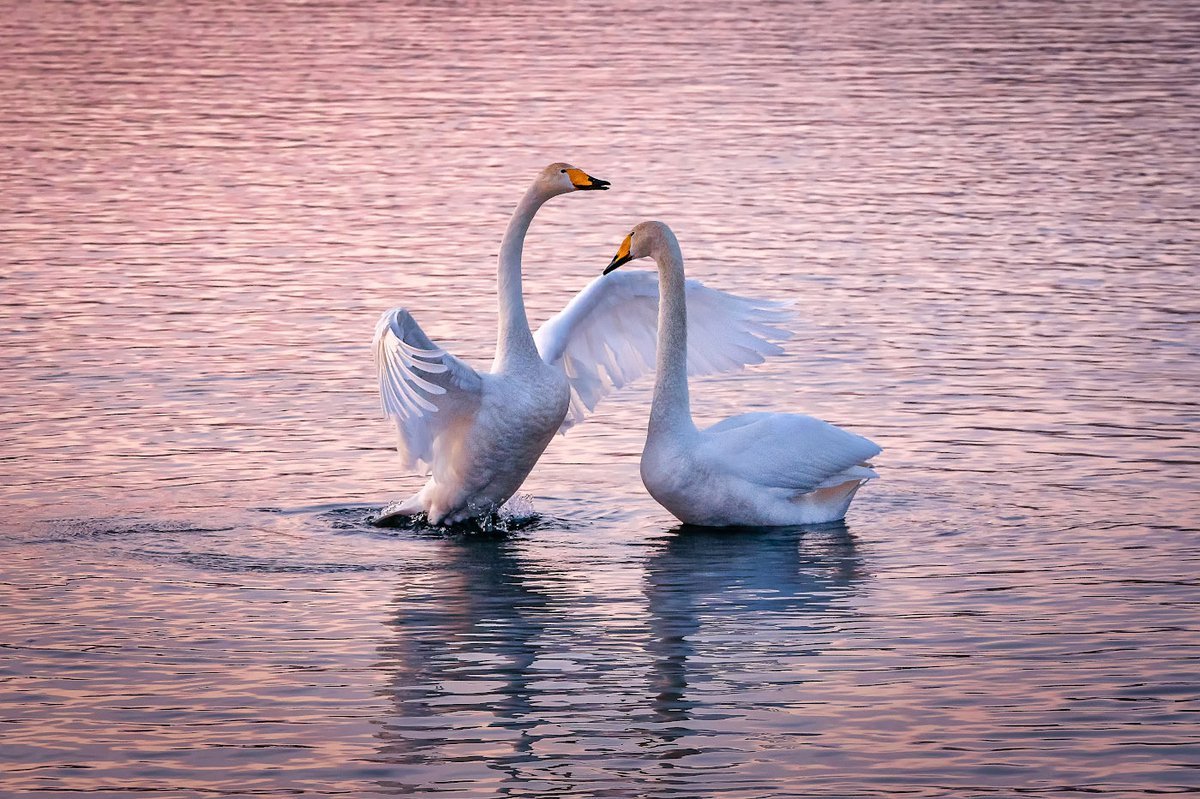 Пара лебедей