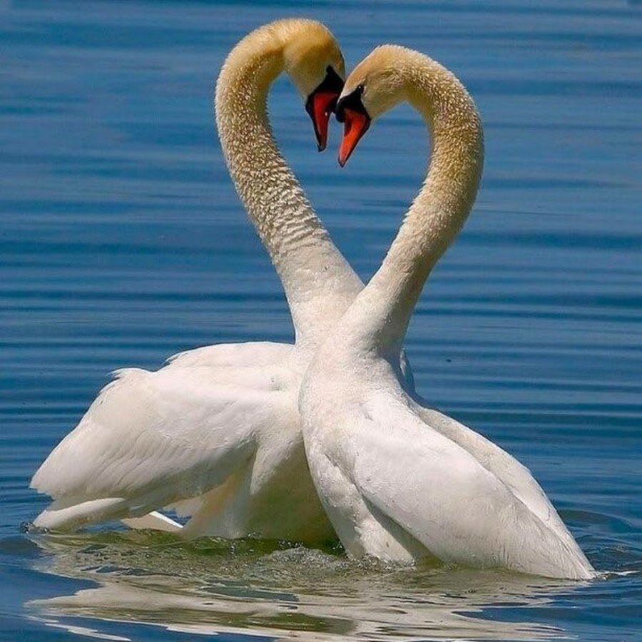 Лебеди сердце