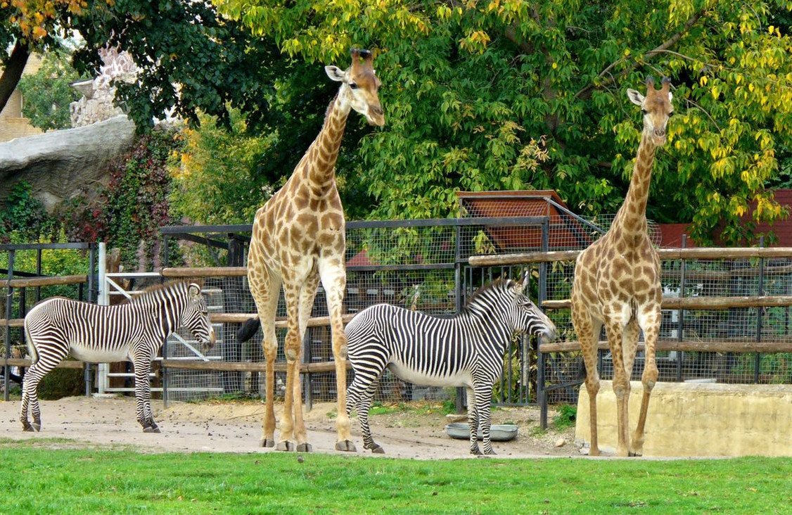 Животные зоопарка