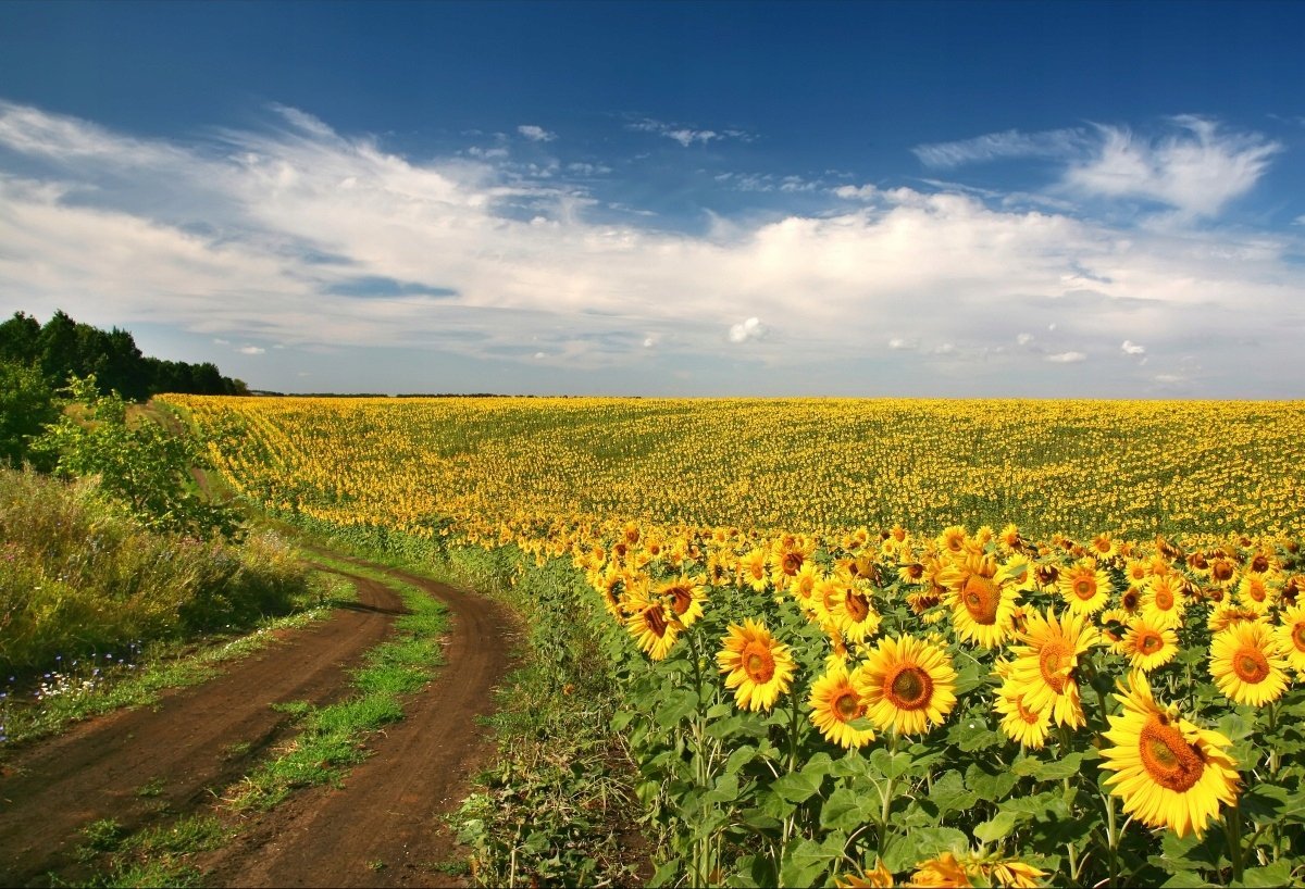 Подсолнуховые поля в Ростовской области