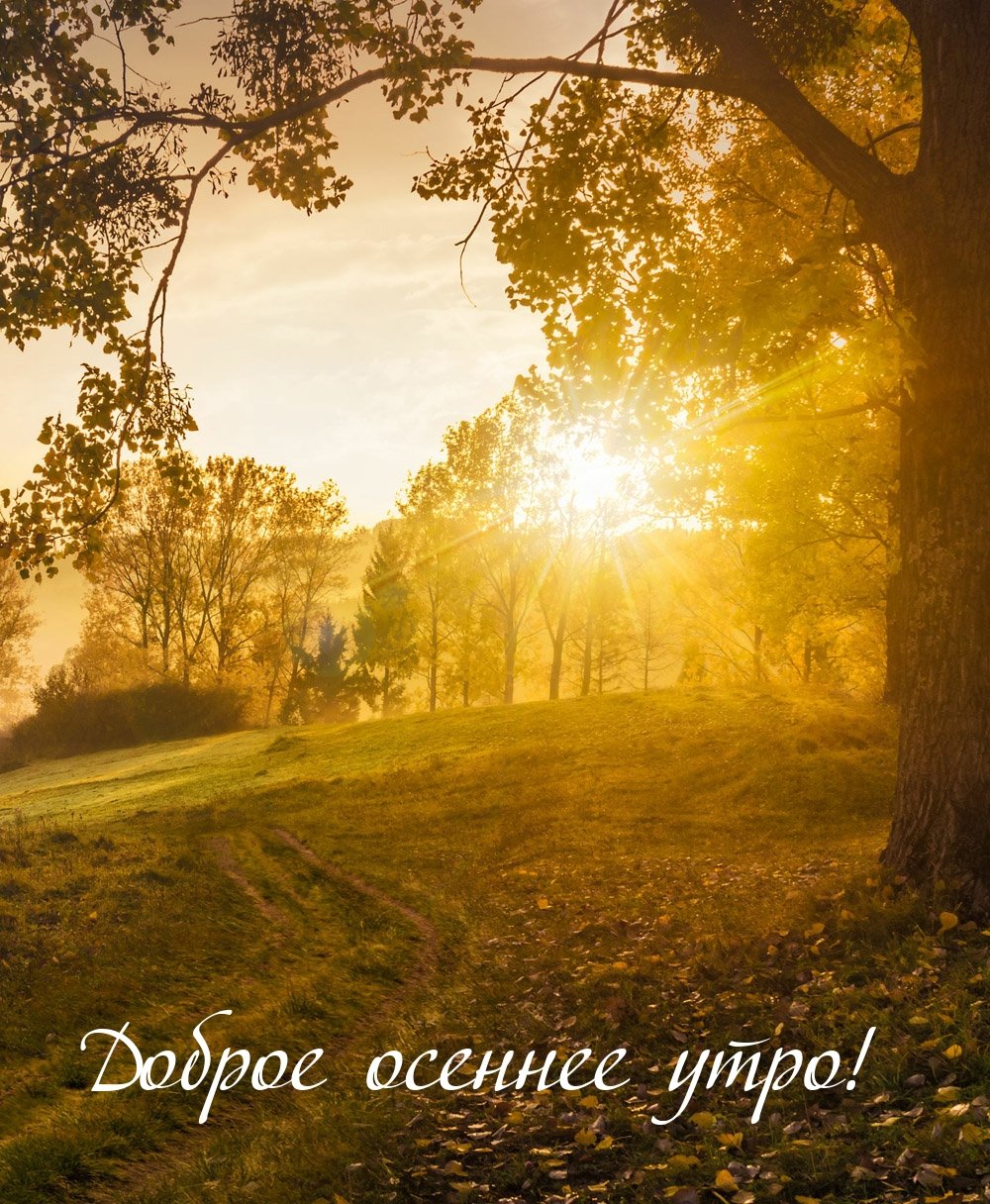 Ромашка солнышко