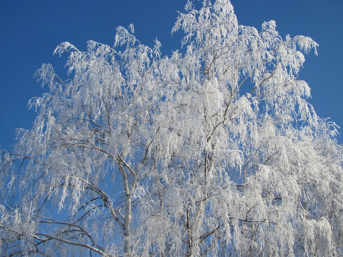 Береза зима