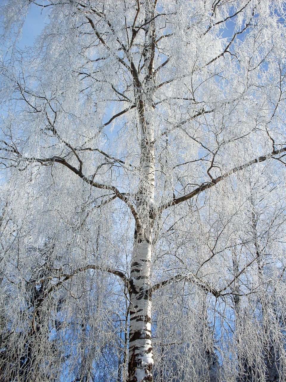 Береза зимой для детей