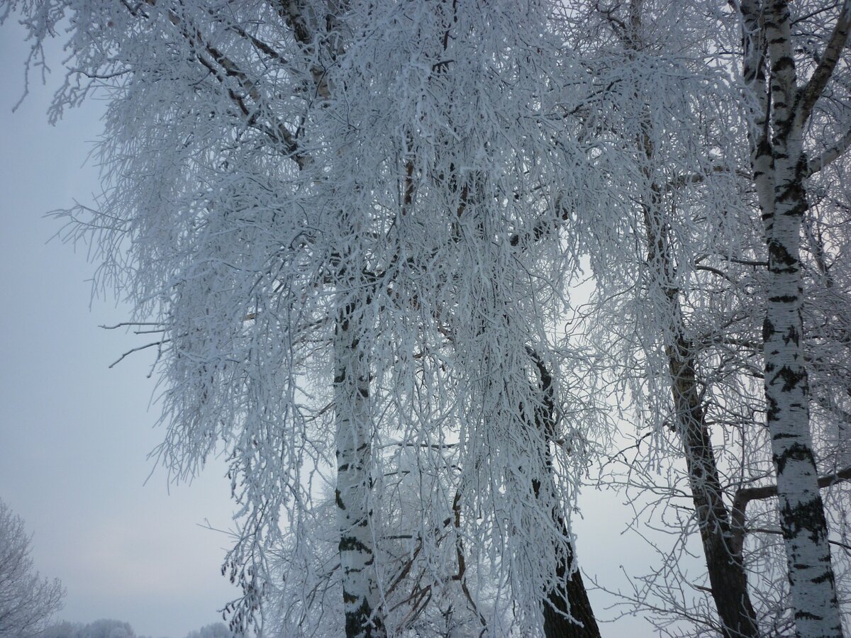 Береза зима