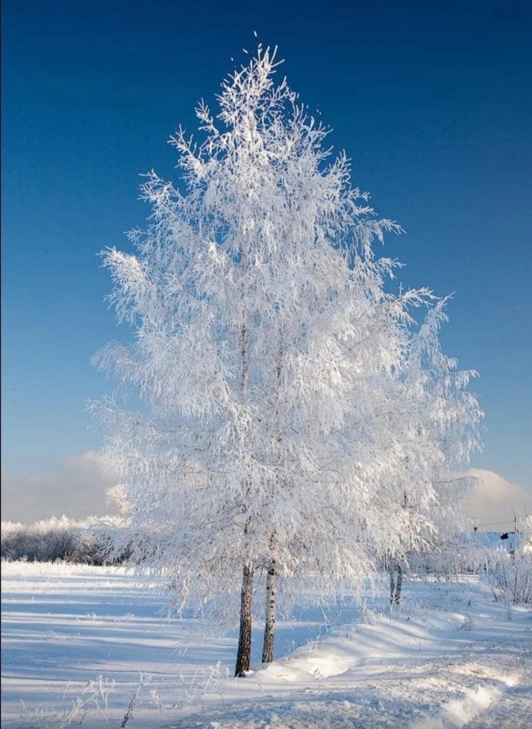 Зимняя природа вертикальный