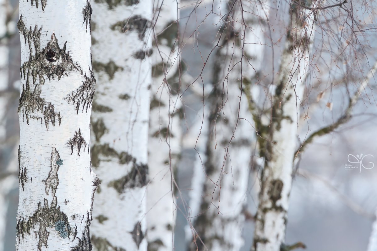 Березы зимой фон