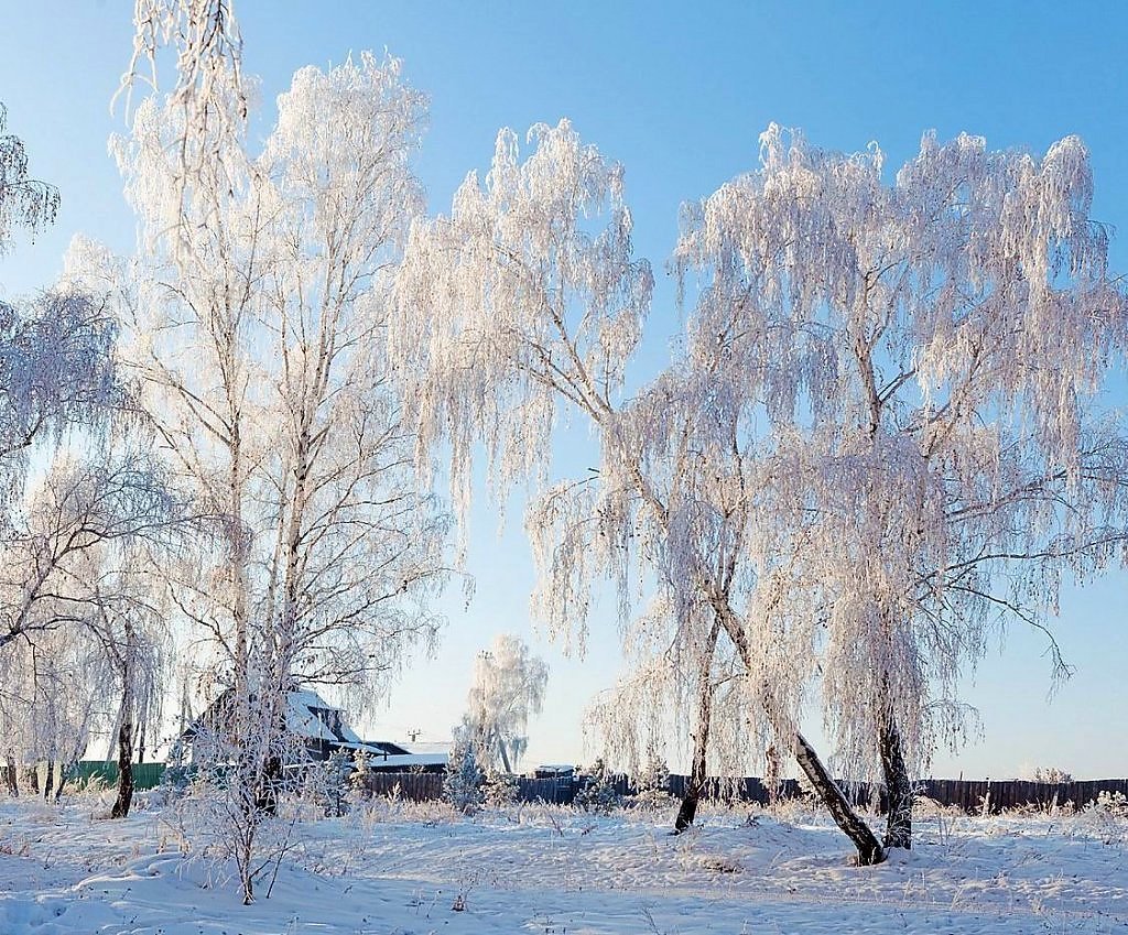 Береза зимой