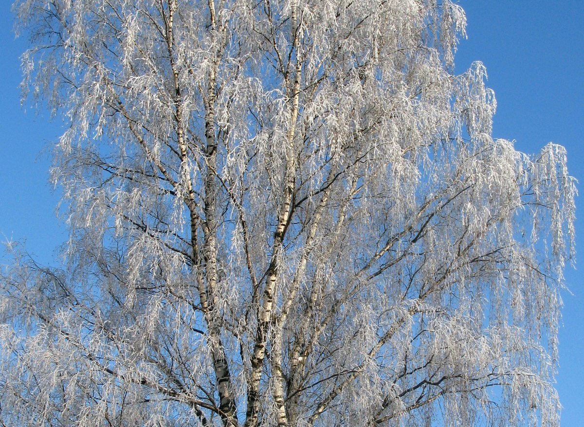 Береза в снежной кайме Заря