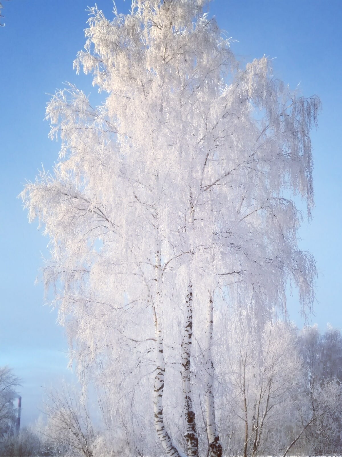 Береза зимой картинки