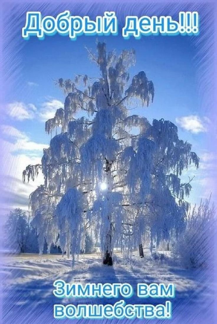 Снежная береза