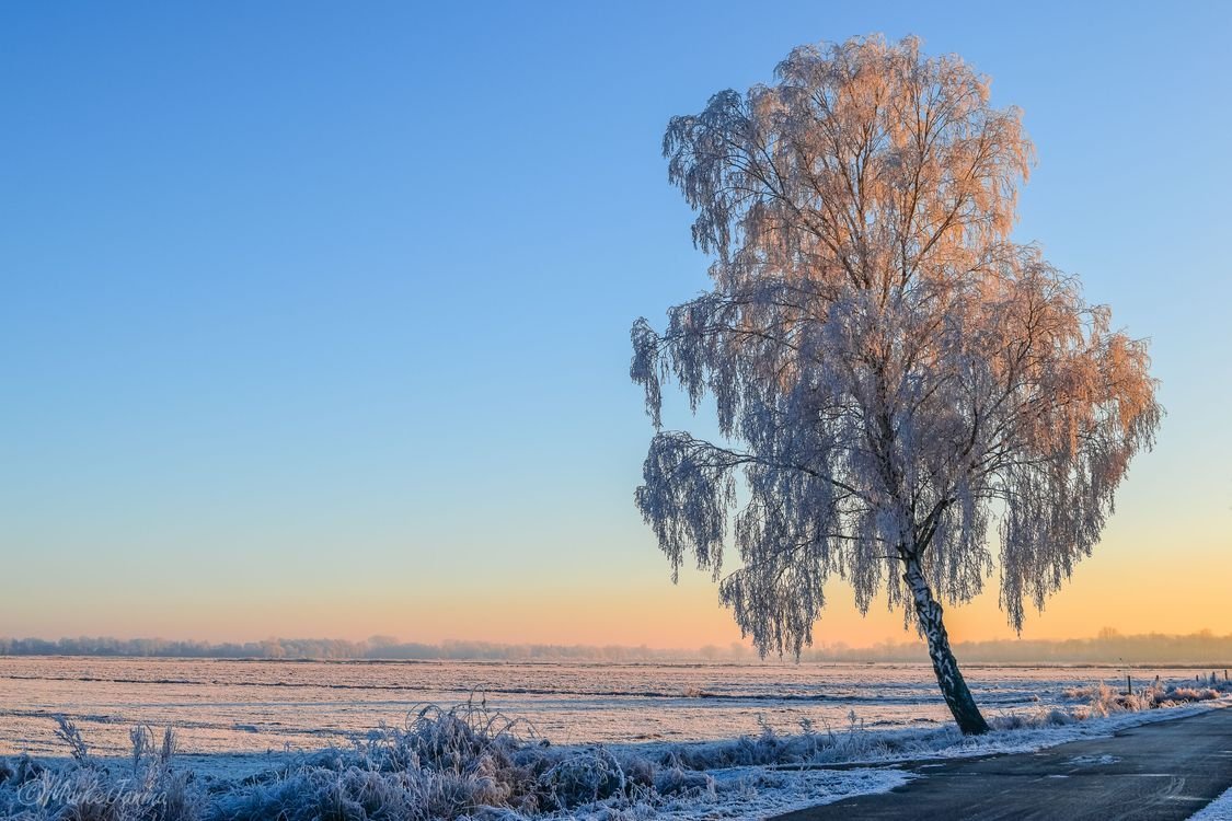 Береза зима