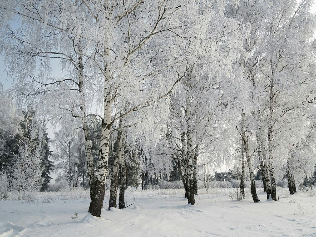 Фото зимние этюды заснеженные Березки