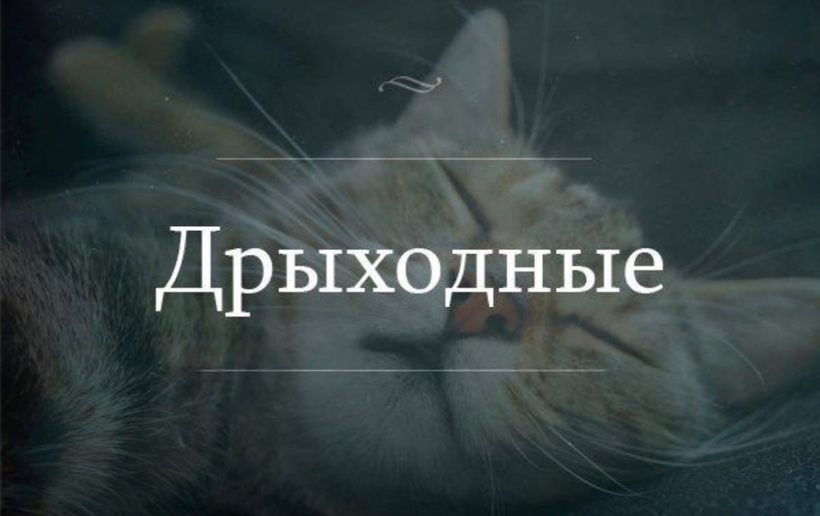 Воскресенье высплюсенье