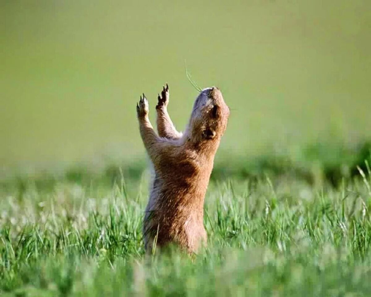 С днём рождения суслик