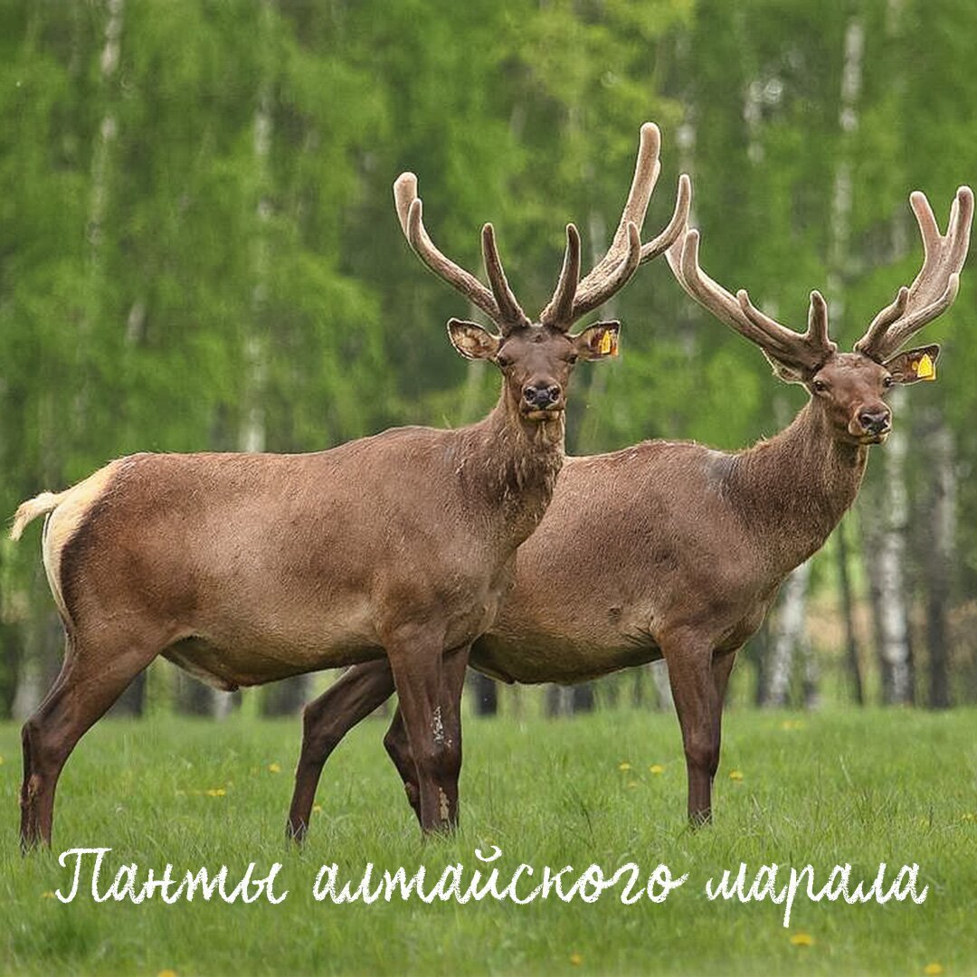 Алтайский олень с пантами