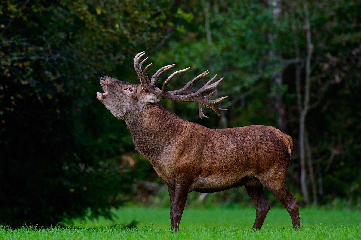 Как говорит олень звук слушать