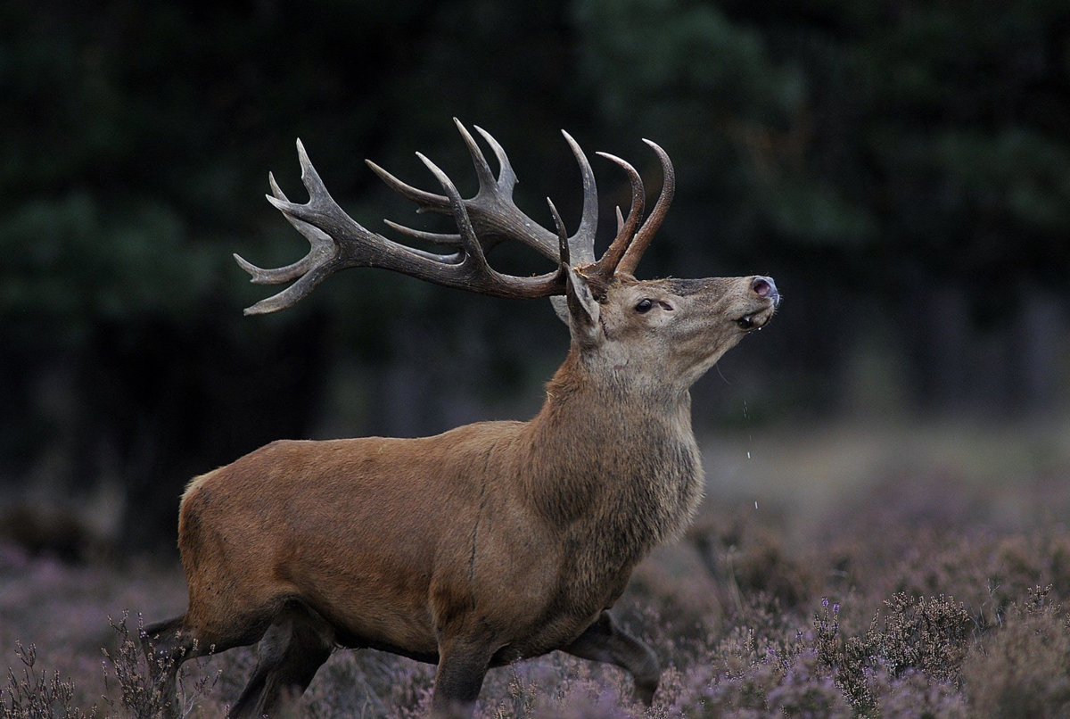 Благородный олень Марал